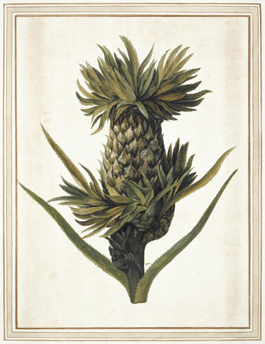 Pineapple (Ananas comosus (L. ) Merr. )