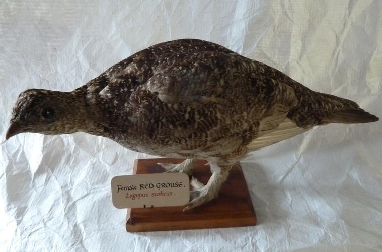Red grouse (Lapogus scoticus) Red grouse (Lapogus scoticus)