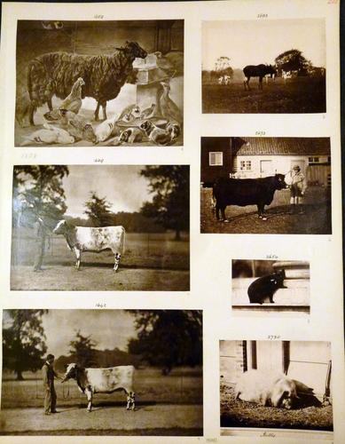 Page from Catalogue of Queen Victoria's Private Negatives, Vol. I Page from Catalogue of Queen Victoria's Private Negatives, Vol. I