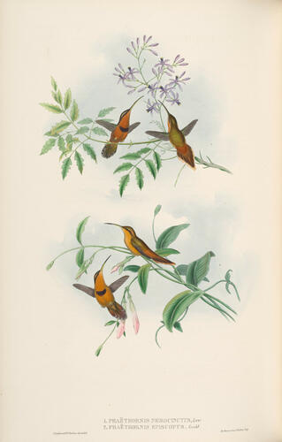 A Monograph of the Trochilidae, or family of humming-birds ; v. 1 / John Gould A Monograph of the Trochilidae, or family of humming-birds ; v. 1 / John Gould
