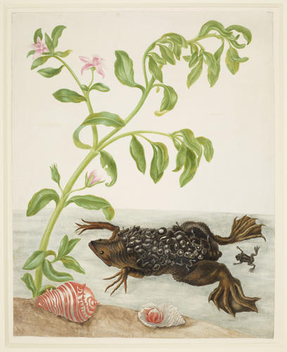 Shoreline Purslane and Suriname Toad Shoreline Purslane and Suriname Toad