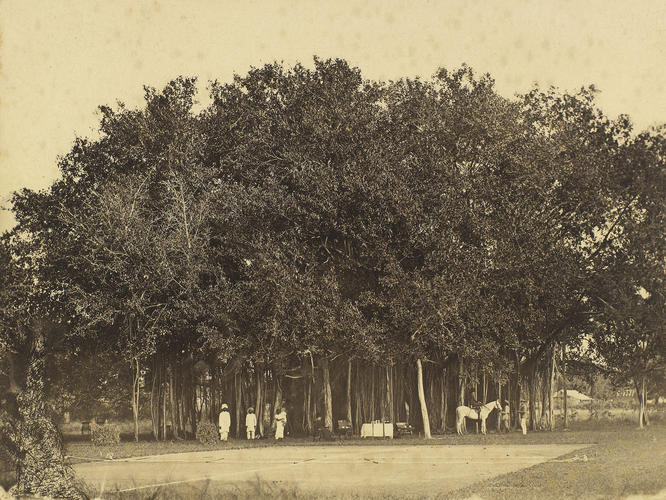 Madras : Prince of Wales Tour of India 1875-6 Madras : Prince of Wales Tour of India 1875-6