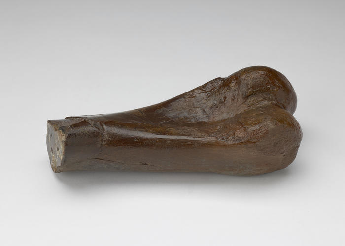 Part of fossilised dinosaur humerus (upper arm bone),