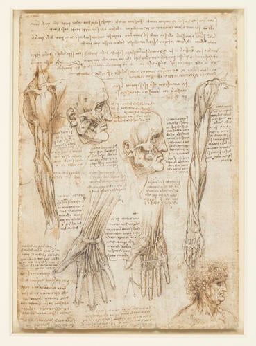 The skeleton (recto); The muscles of the face and arm, and the nerves and veins of the hand (verso)