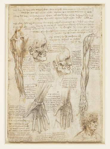 The skeleton (recto); The muscles of the face and arm, and the nerves and veins of the hand (verso) The skeleton (recto); The muscles of the face and arm, and the nerves and veins of the hand (verso)