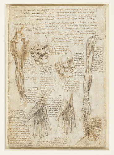 The skeleton (recto); The muscles of the face and arm, and the nerves and veins of the hand (verso)