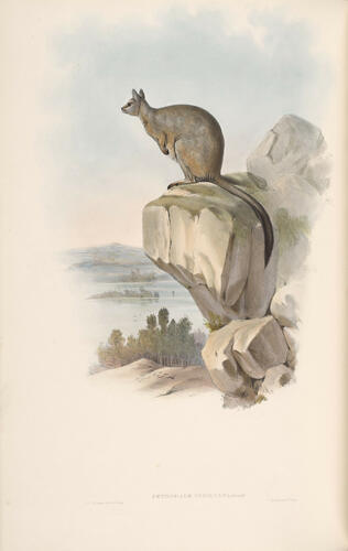 The Mammals of Australia ; v. 2 / by John Gould The Mammals of Australia ; v. 2 / by John Gould