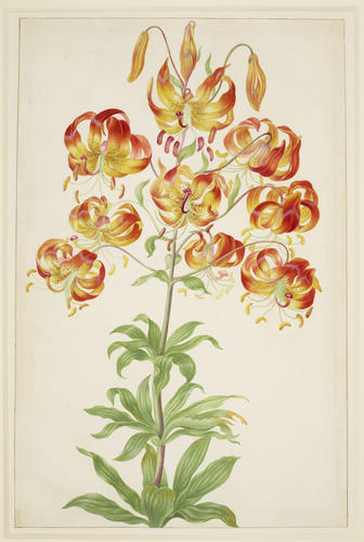 Turk's Cap Lily