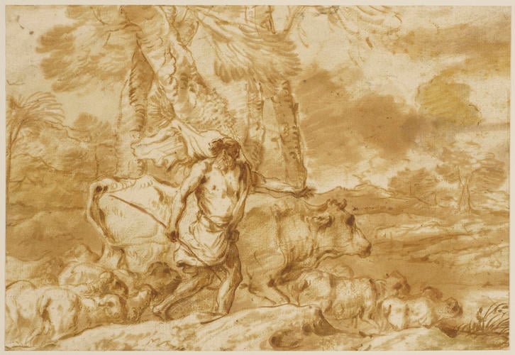 A shepherd driving a flock
