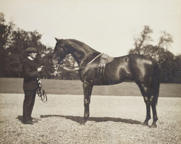 Persimmon, the Prince of Wales's horse, 1900