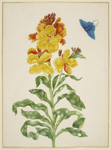 Wallflower with blue butterfly Wallflower with blue butterfly