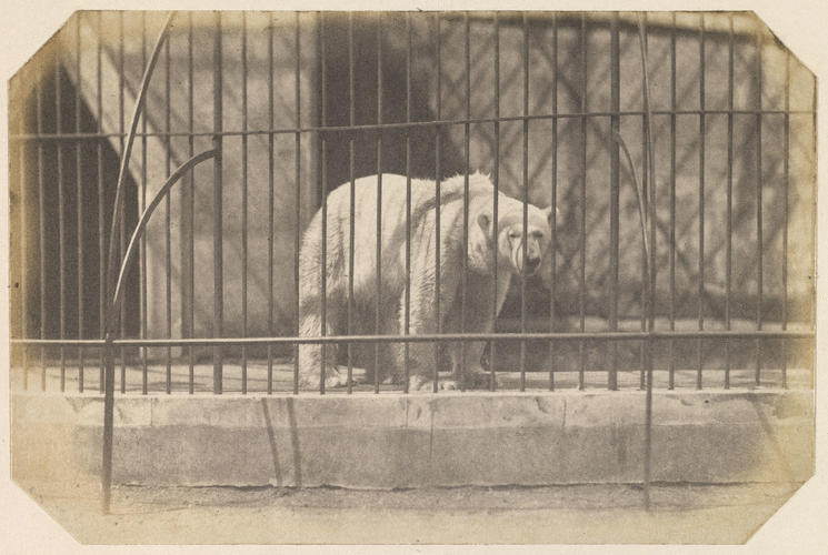 Polar Bear, London Zoo