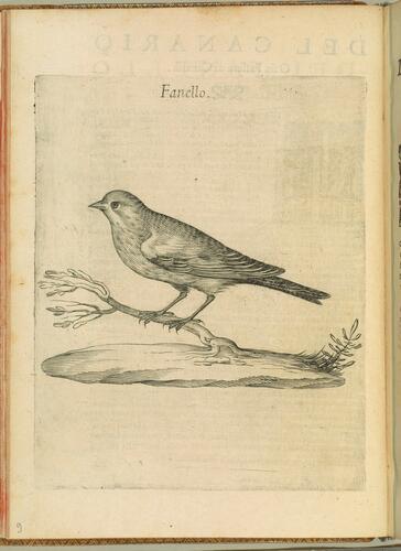 Uccelliera overo discorso della natura e proprieta di diversi uccelli e in particolare di que che cantano, con il modo di prendergli. . . Uccelliera overo discorso della natura e proprieta di diversi uccelli e in particolare di que che cantano, con il modo di prendergli. . .