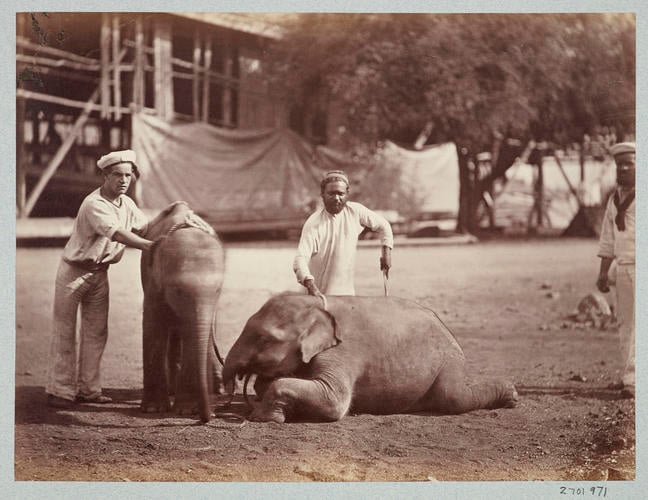 Two small elephants presented to HRH the Prince of Wales in India