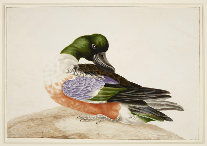 Shoveler duck