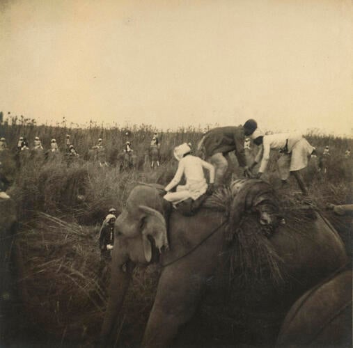 Dead Tiger being carried on an Elephant's back: Duke of Clarence Hunting in India, 1890