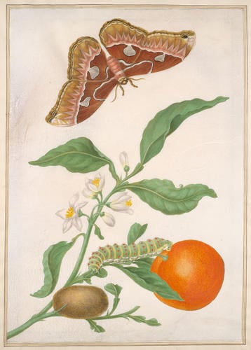 Branch of Seville Orange with Rothschildia moth