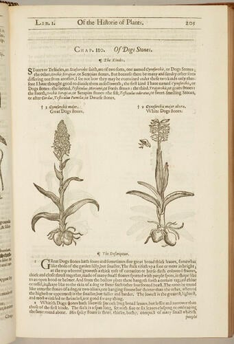 The Herball, or, Generall historie of plantes / by John Gerarde ; edited by Thomas Johnson The Herball, or, Generall historie of plantes / by John Gerarde ; edited by Thomas Johnson