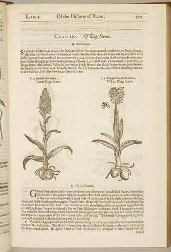 The Herball, or, Generall historie of plantes / by John Gerarde ; edited by Thomas Johnson