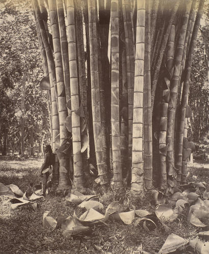 Bamboos at Peradeniya