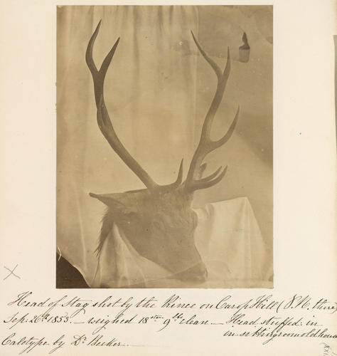 Head of Stag shot by the Prince on Carop Hill