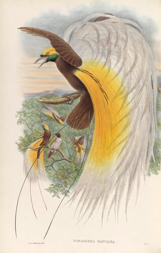The Birds of New Guinea and the adjacent Papuan Islands, including many new species recently discovered in Australia ; v. 1 / by John Gould ; completed after the authors death by R. Bowdler Sharpe