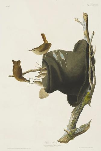 The Birds of America, from original drawings ; [v. 1] / by John James Audubon