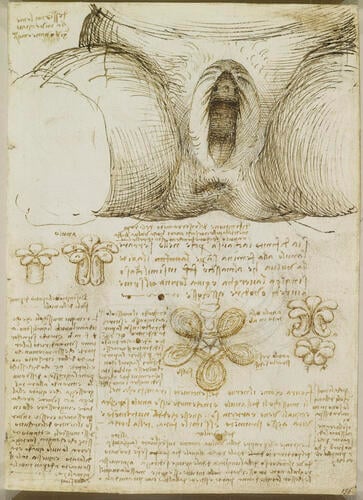 Recto: The vulva and anus. Verso: The male and female reproductive systems