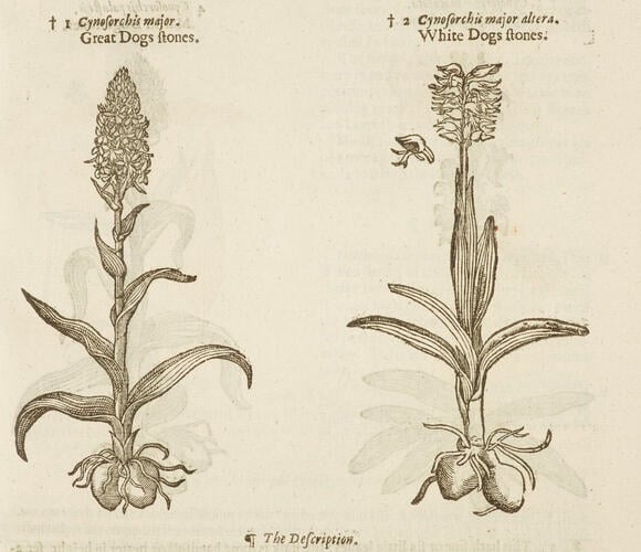 The Herball, or, Generall historie of plantes / by John Gerarde ; edited by Thomas Johnson The Herball, or, Generall historie of plantes / by John Gerarde ; edited by Thomas Johnson