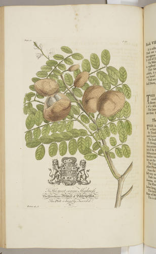 The Natural history of Barbados, in ten books / by Rev. Griffith Hughes The Natural history of Barbados, in ten books / by Rev. Griffith Hughes
