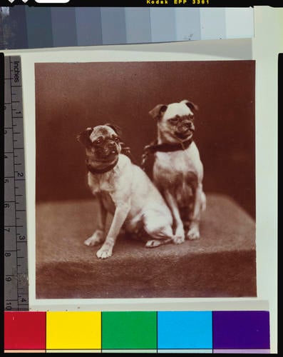 Topsey and Minnie, Queen Victoria's pet dogs, 1877