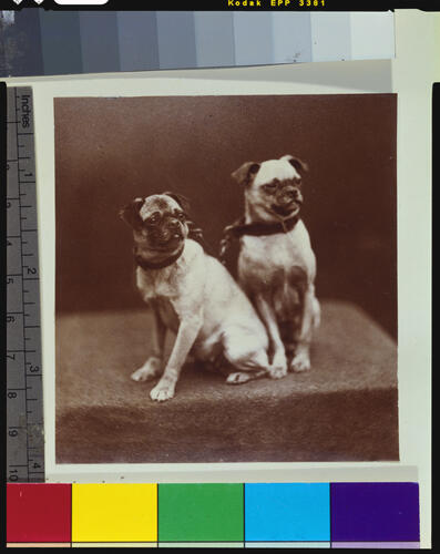 Topsey and Minnie, Queen Victoria's pet dogs, 1877