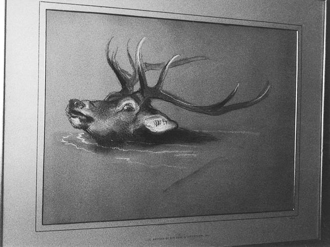 Stag's head, swimming Stag's head, swimming