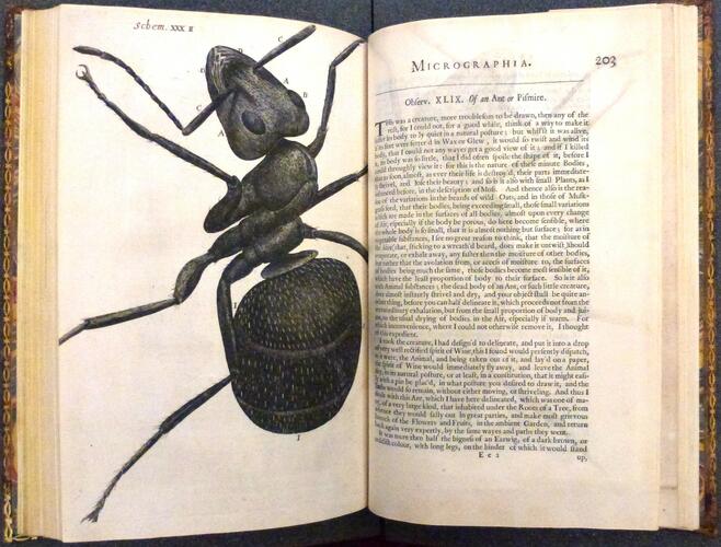 Micrographia, or, Some physiological descriptions of minute bodies made by magnifying glasses : with observations and inquiries thereupon / by R. Hooke . .
