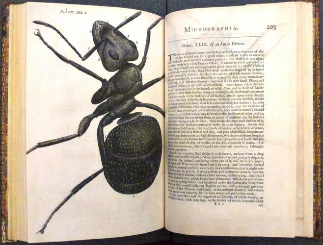 Micrographia, or, Some physiological descriptions of minute bodies made by magnifying glasses : with observations and inquiries thereupon / by R. Hooke . . Micrographia, or, Some physiological descriptions of minute bodies made by magnifying glasses : with observations and inquiries thereupon / by R. Hooke . .