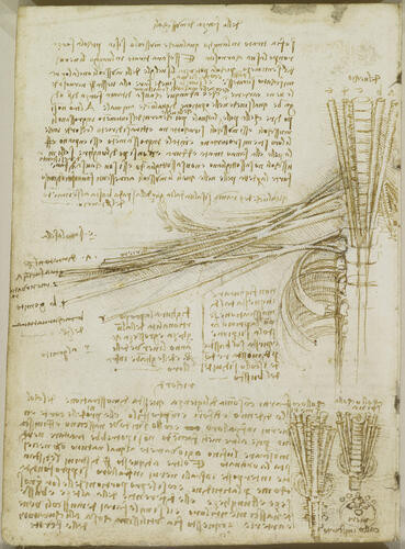 Recto: The mesentery of the bowel and its blood supply, with notes. Verso: The brachial plexus Recto: The mesentery of the bowel and its blood supply, with notes. Verso: The brachial plexus