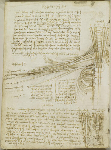 Recto: The mesentery of the bowel and its blood supply, with notes. Verso: The brachial plexus