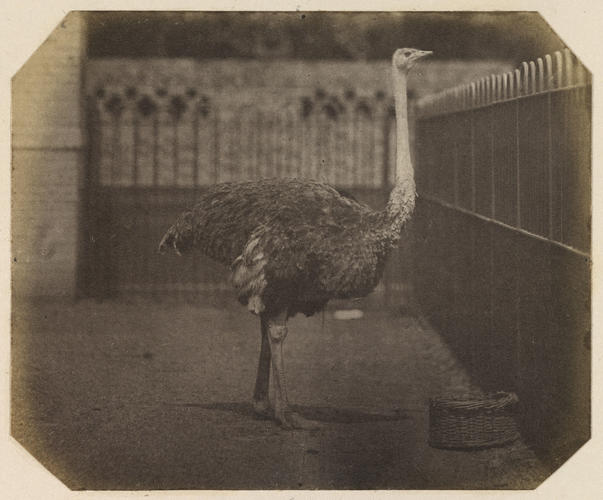 Ostrich, London Zoo