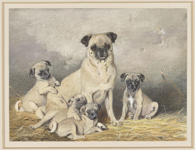 The pug May with her puppies