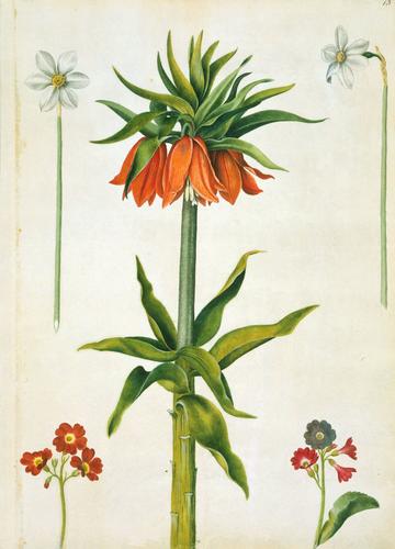 Narcissus radiiflorus, narcissus poeticus, Crown imperial (fritillaria imperialis), auriculas (primula x pubescens Jacq. )