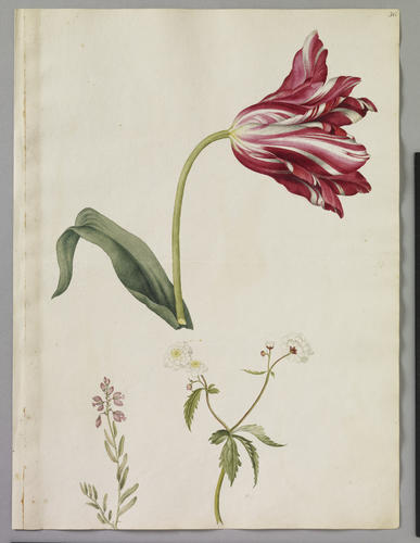 Unnamed tulip (Tulipa gesneriana L. ) with common milkwort (Polygala vulgaris L. ) and white buttercup, double cultivar (Ranunculus aconitifolius L. 'Pleniflorus')