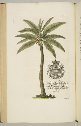 The Natural history of Barbados, in ten books / by Rev. Griffith Hughes The Natural history of Barbados, in ten books / by Rev. Griffith Hughes