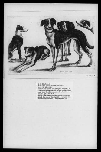 Five hounds Five hounds