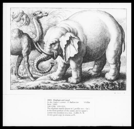 Wenceslaus Hollar (1607-77) - Elephant and Camel