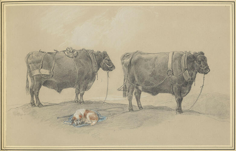 The Queen's black ox and another black ox, which work on the Home Farm, 1850 The Queen's black ox and another black ox, which work on the Home Farm, 1850