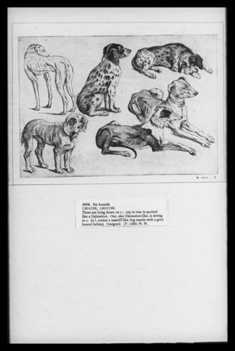 Six hounds Six hounds