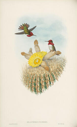 A Monograph of the Trochilidae, or family of humming-birds ; v. 3 / John Gould