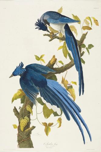 The Birds of America, from original drawings ; [v. 1] / by John James Audubon