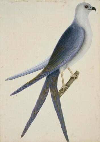 The Swallow-Tail Hawk