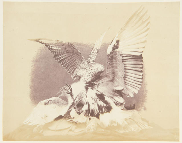 'Hawk and Heron'